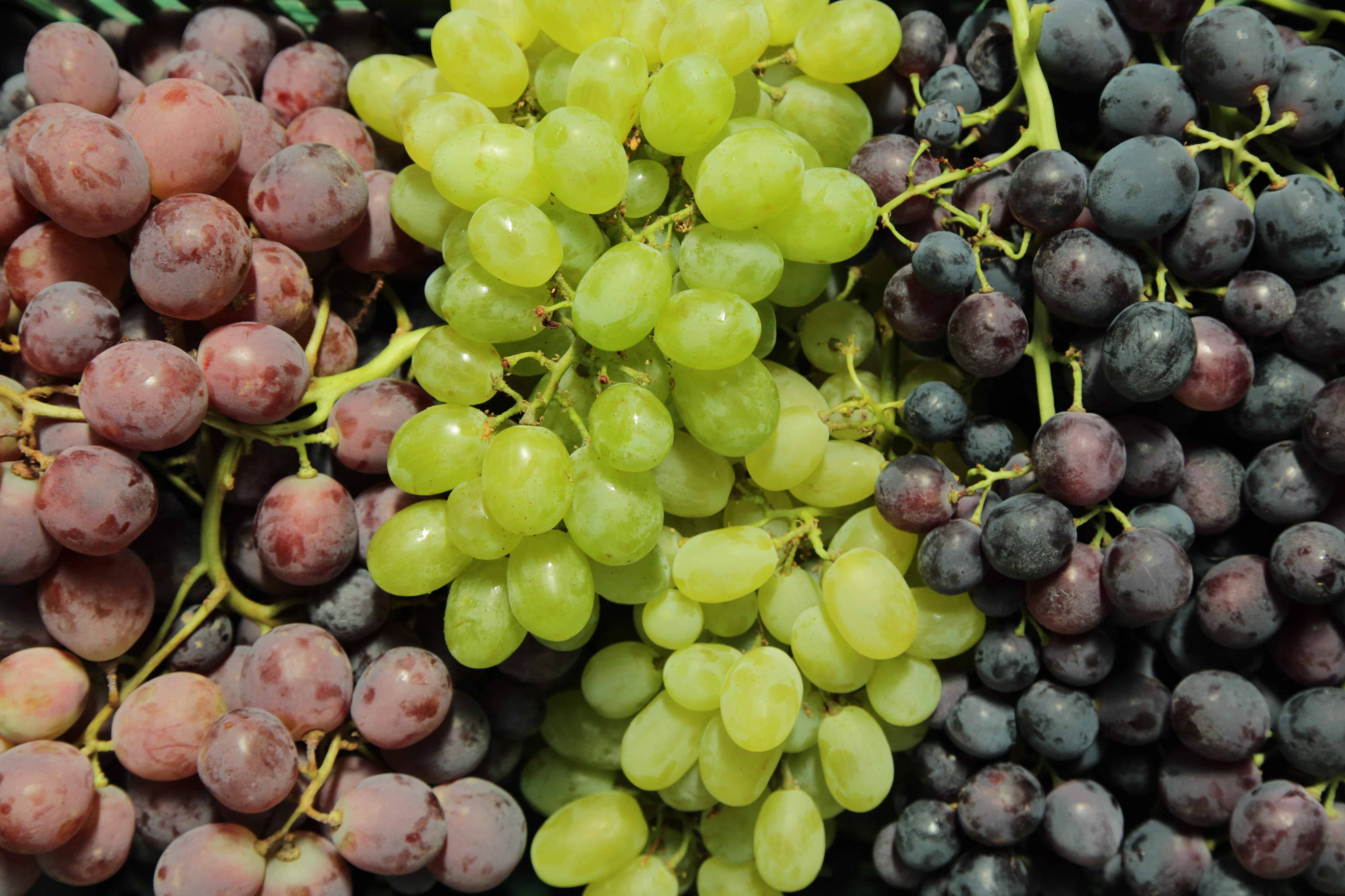 Uva pugliese da vino: alla scoperta dei vitigni principali